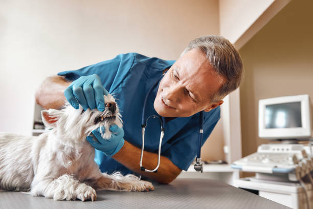 Best Weekend Emergency Dentist in Hughesville, PA
